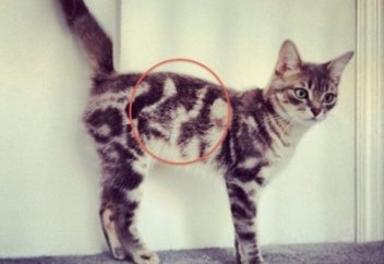 Жаратылысынан ерекше белгімен туылған жануарлар (фото)