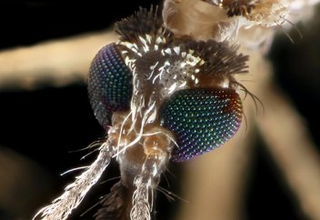 Геноцид во благо. Уничтожение всего живого стало возможным на генном уровне