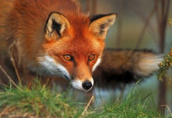 Түлкі мен ақ қаз