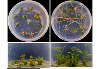 Генді бір мезгілде редакциялайтын әрі белсендіретін генетикалық құрал пайда болды. Генді электрмен белсендіру жолы табылды
