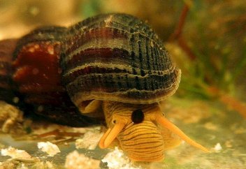 Новый вид улиток назван в честь сербского теннисиста Новака Джоковича