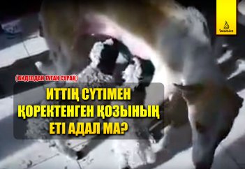 Иттің сүтімен қоректенген қозының еті адал ма?