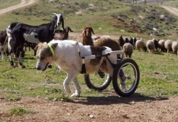 Қой бағатын иттің оқиғасы