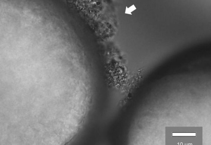 Микропластик супер бактерияларға қалай көмектеседі?