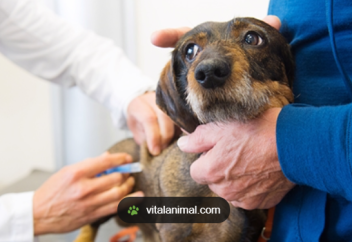 Италияда үй жануарын күтуге арналған еңбекке жарамсыздық парағын ашуға рұқсат берілді