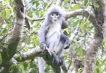 Таяуда табылған маймыл түрінің жойылу алдында тұрғаны белгілі болды (видео)