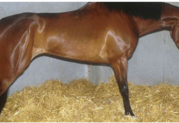 Жылқыда кездесетін аурулар және оны емдеу (фото)