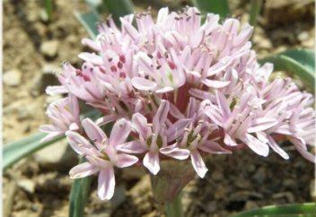 Иран аумағынан жаңа өсімдік түрі табылды