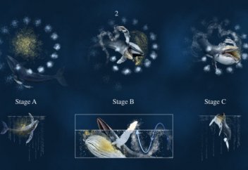 Киттер жемтігін қалай аулайды? (видео)