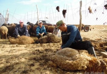 Шаруа қожалықтары қой жүнін тонналап өртеуге мәжбүр болып отыр