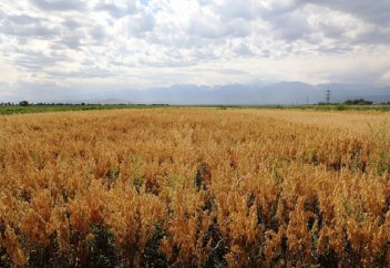 Темп потепления в Казахстане значительно выше мирового
