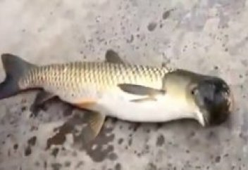 Мутант: кептер басты балық ауланды (видео)