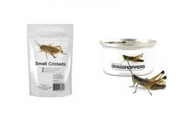 Өзбекстанда жеуге арналған шегірткелер өсіріле бастады