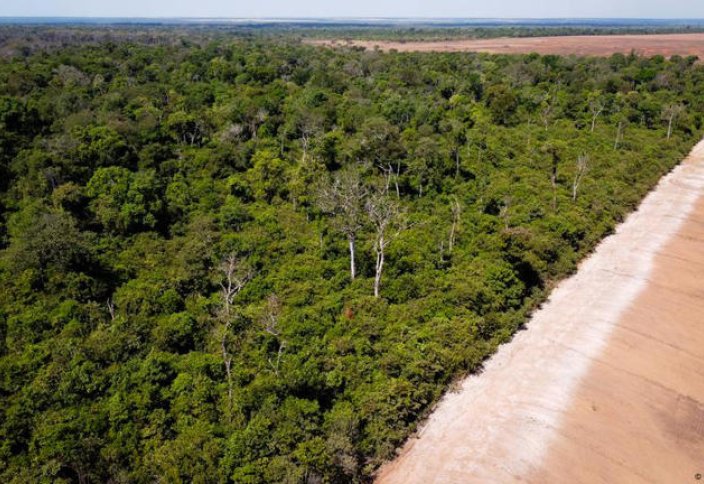 Более 140 защитников окружающей среды погибли в 2024 году — доклад