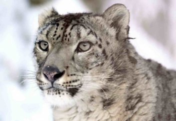 Stan.kz: Қар барысы туралы қызықты деректер