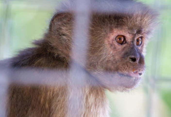 Биотехнологиялық өрлеу маймылдардың құнын өзгертті