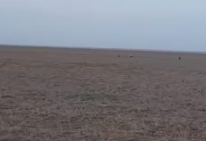 Қазақ даласынан өте сирек кездесетін жыртқыш құс таспаға тартылып қалды (видео)