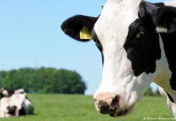 Спиртке бөктірілген бидаймен қоректенетін сиырдың еті адал ма?