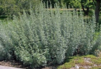 Қарағандылық ғалымдар жусаннан биоотын жасап шығарды