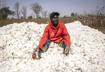 Бенин стремится к «революции» в хлопке