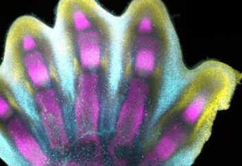 Аяқ-қолдың қалай қалыптасатыны көрсетілді (видео)