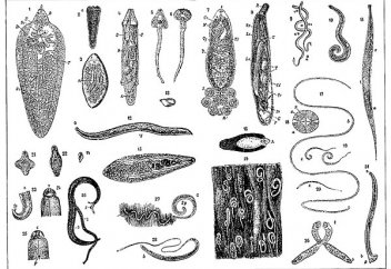 Адамға ең қауіпті 8 паразит