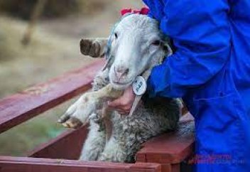 Өзінің жеке байлығы бар әйелі де бөлек құрбан шалуы керек пе?