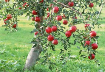 Ағашы аласа, алмасы тамаша (видео)