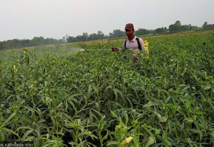 Овощи с пестицидами снова наводнили рынки Катманду