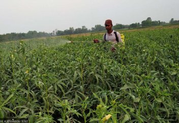 Овощи с пестицидами снова наводнили рынки Катманду