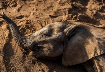 Соңғы 60 жылдағы ең ауыр құрғақшылық: Африкада жануарлар жаппай қырылып жатыр