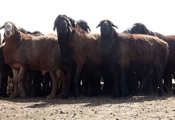 Қай қой тұқымы ең көп өнім береді?