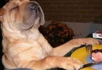 Нью-Йоркте иттерге мейрамханада тамақтануға ресми түрде рұқсат берілді