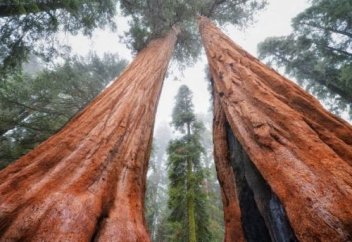 Жапондар 50 мерлік ағашты қалай кеседі? (видео)