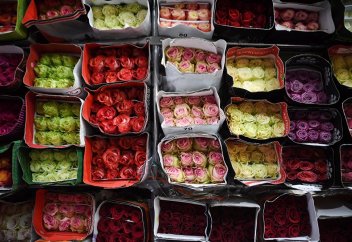 Почти 4 тысячи эквадорских цветов уничтожили в Казахстане