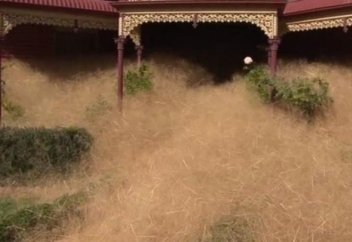 Австралия жерін қаптаған арам шөп кесірінен жұрт үйден шығудан қалды (видео)