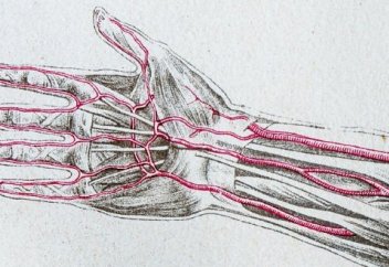 Адамда қосымша қан тамыры пайда болып келеді