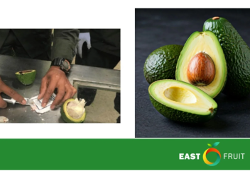 Мексиканскую индустрию авокадо давят наркокартели: как это влияет на мировые цены