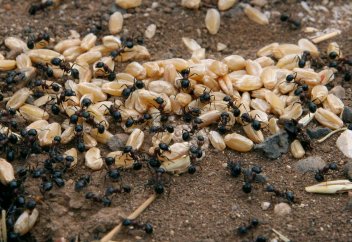 Бидай - құмырсқаның жылдық азығы