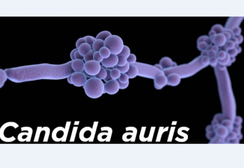 Жаһандық жылыну саңырауқұлақ аурулары індетін өршітіп жіберуі мүмкін