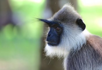 Экономикасы тұралаған ел маймылдар есебінен күнкөргісі келеді