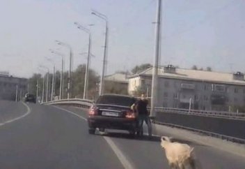 Жануарлар әлемі: Құрбандыққа шалынуы тиіс қой қожасынан қашып кетті (видео)