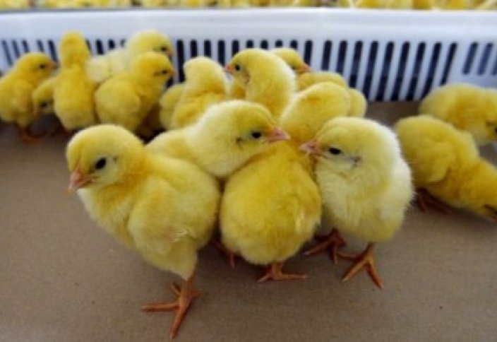 Сотни цыплят вылупились из выброшенных на свалку яиц в Грузии (видео)