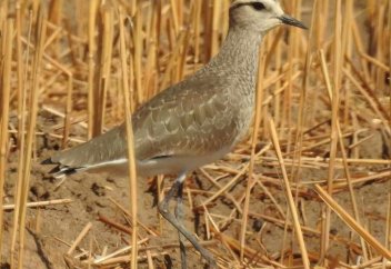 В Иране увидели вымирающую птицу