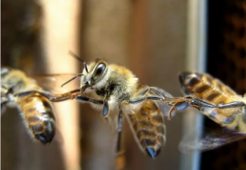 Аралар билеуді қойып кетті (видео)