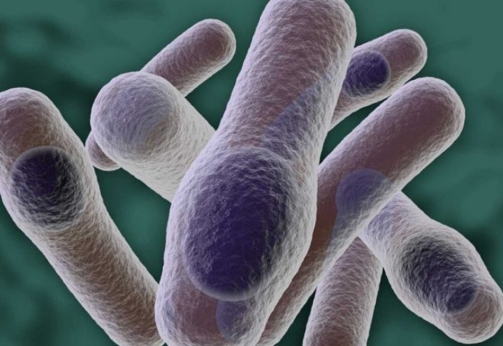 Бактериялар қоршаған ортаға қайтып оралатын уақытта сезеді – зерттеу