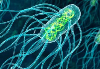 Қатты пластикті ірітетін бактерия табылды