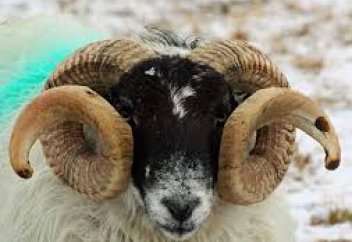 Мүйізде, тырнақта, ұлу қабығында, тасбақа сауытында, құстың тұмсығында, тісте өсудің математикалық өсу формуласы жасырынған