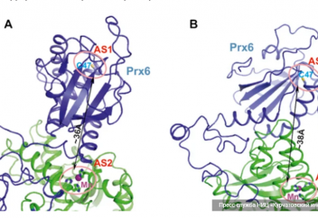 Радиацияға төтеп беруге көмектесетін ақуыз жасалды