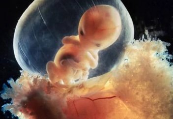 Адам ұрығының қалай дамитынын көрсететін теңдессіз фотолар